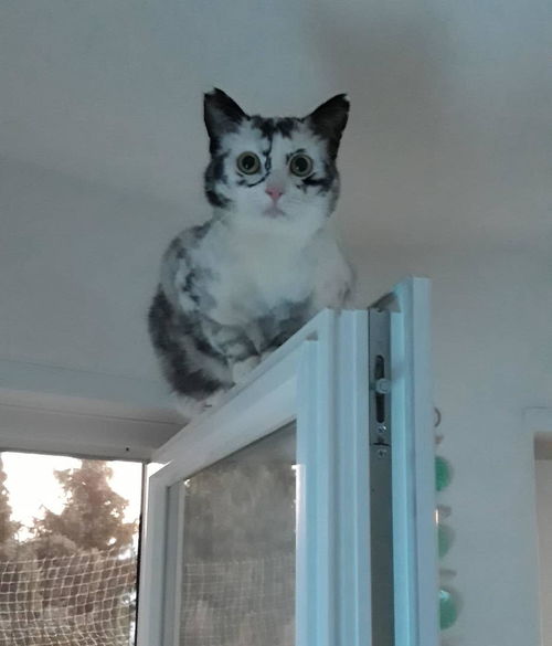 古巨基真实身高172 古巨基真实身高172