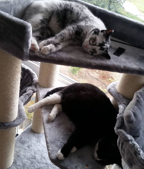 一轮明月歌 赞美诗一轮明月歌 一轮明月歌 赞美诗一轮明月歌